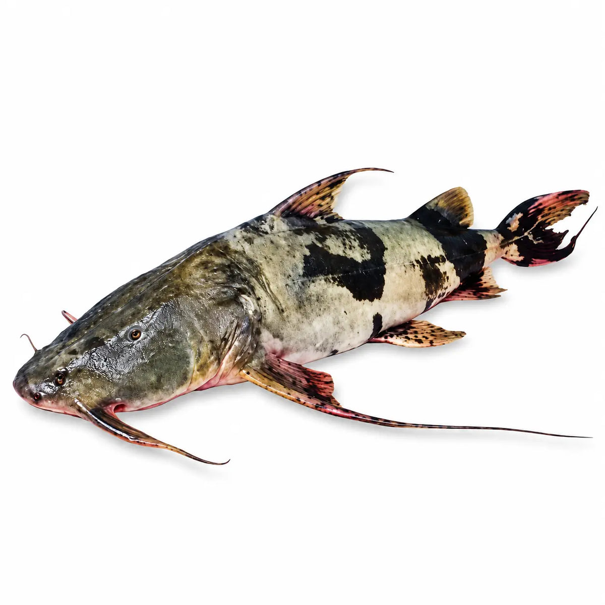 Bagha Ayer Fish - বাঘা আইড় মাছ