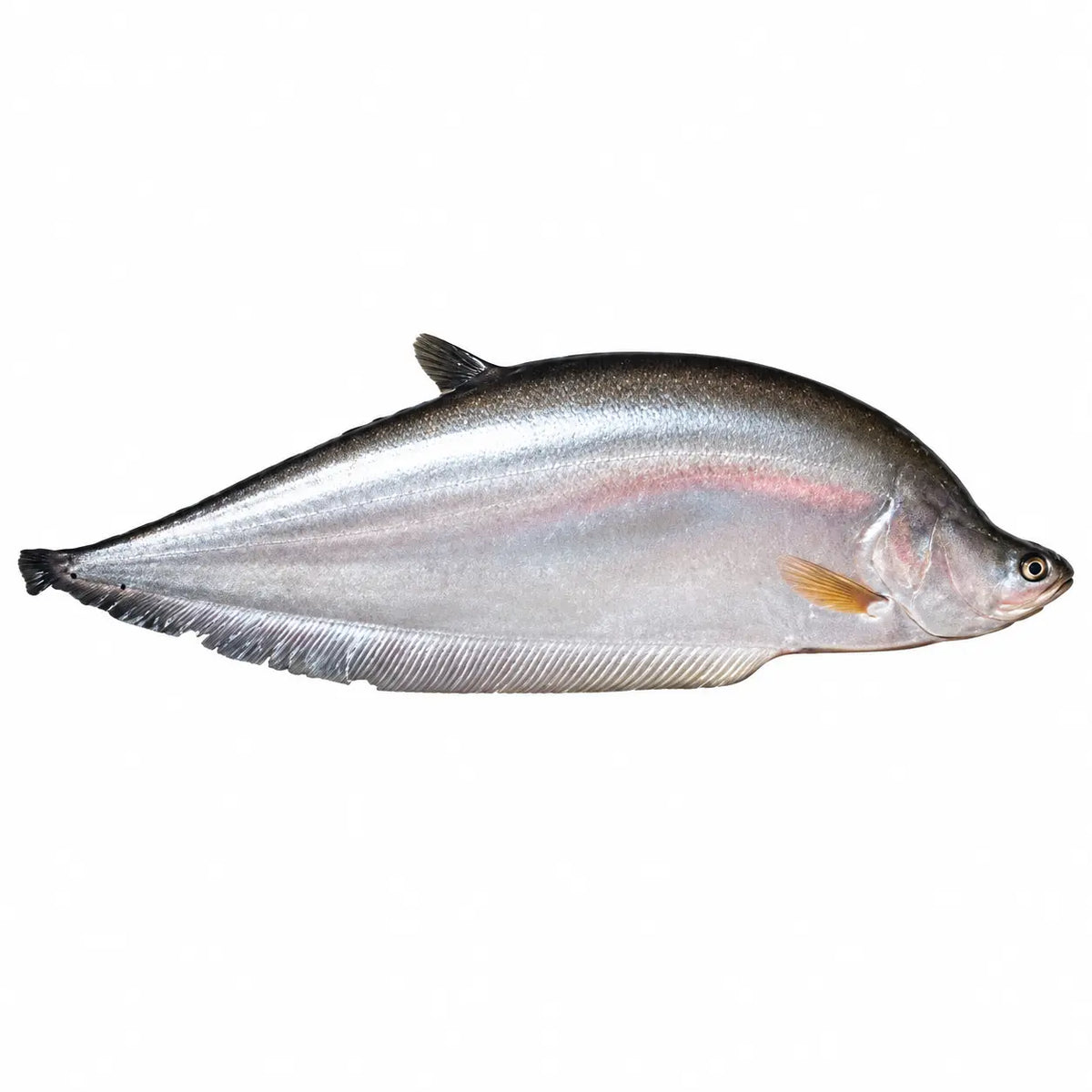 Chital Fish - চিতল মাছ