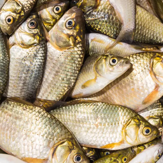 Bagha Ayer Fish - বাঘা আইড় মাছ