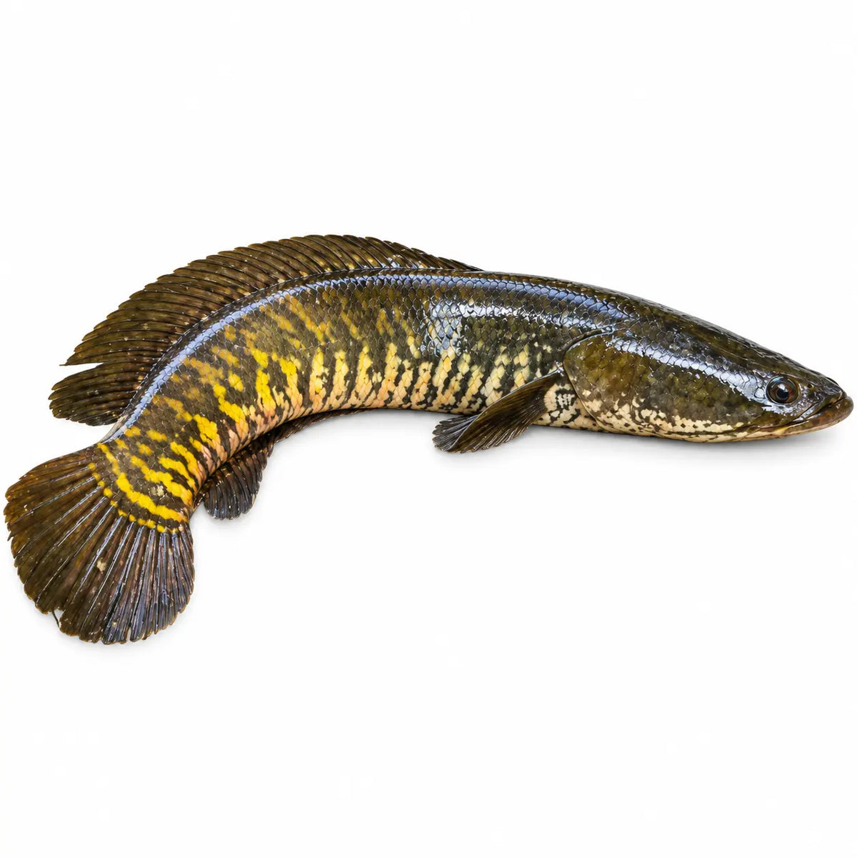 Shol Fish -শোল মাছ